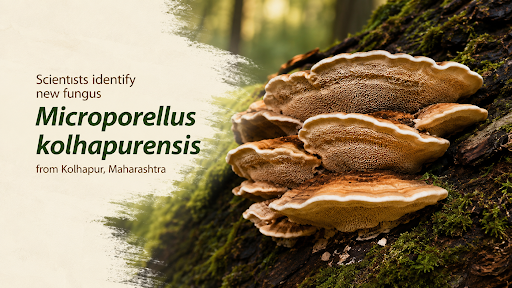 MICROPORELLUS KOLHAPURENSIS DISCOVERY