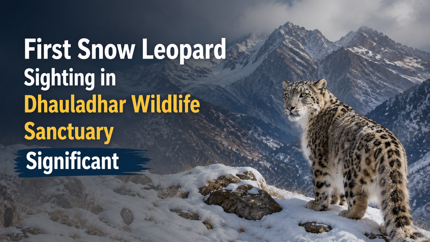 SNOW LEOPARD DISCOVERY IN DHAULADHAR WILDLIFE SANCTUARY