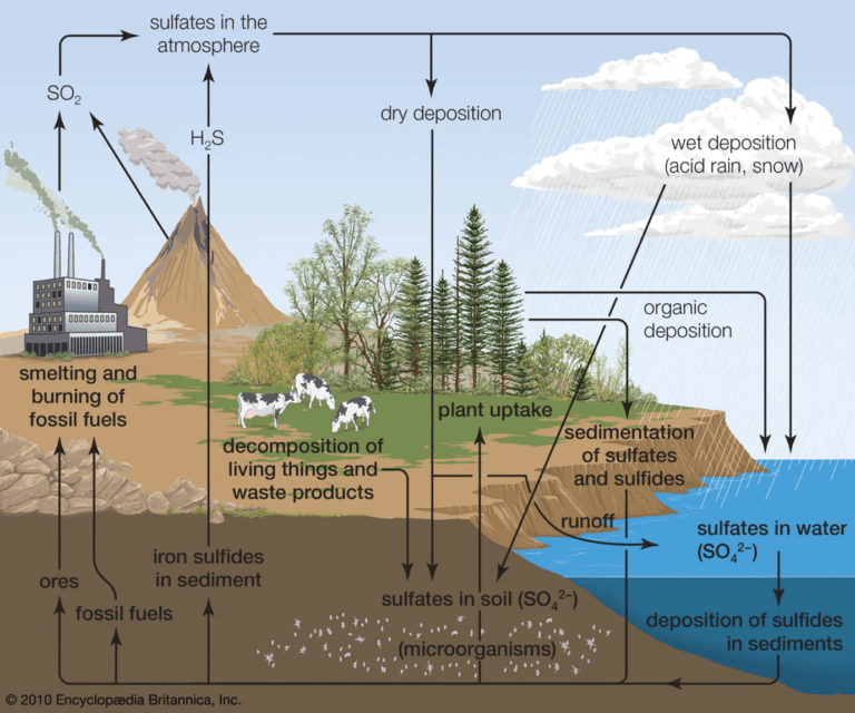 Nutrient Cycle Explained: Types, Steps & Environmental Impact