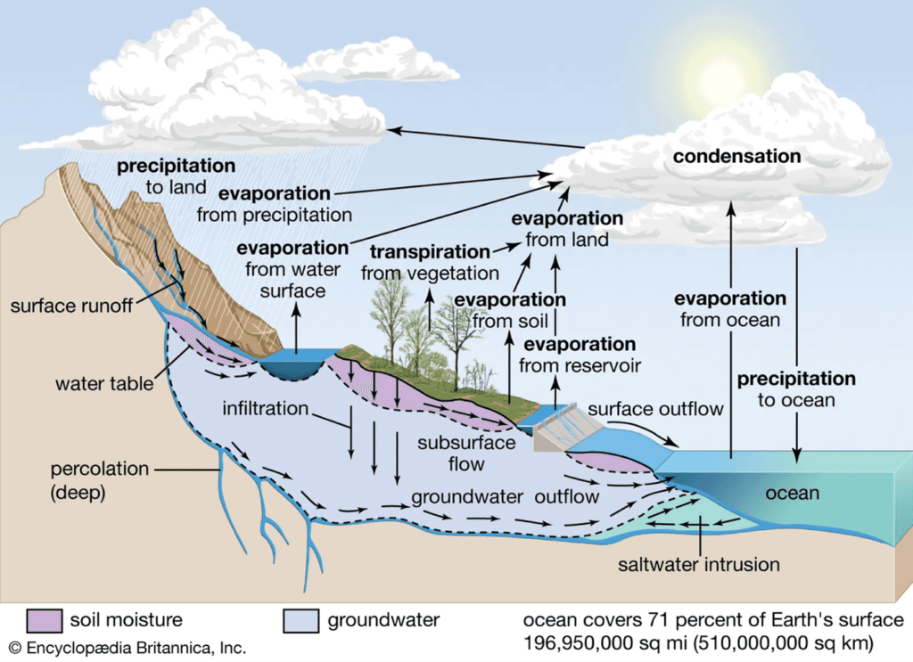 Nutrient Cycle Explained: Types, Steps & Environmental Impact