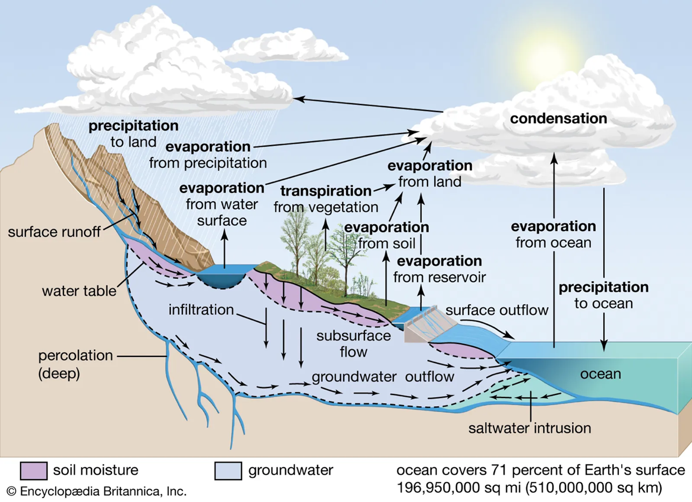 Water Cycle (Hydrological Cycle)